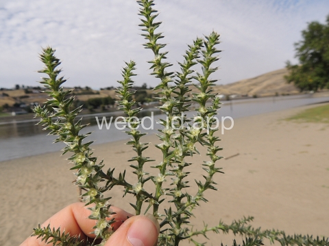 thistle, Russian